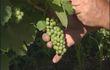 Flémalle : vignoble